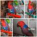 Adjustable Pet Parrot Bird Dishes & Anti-Bite Training Leash | Ideal for Outdoor Use - Buy Online on SooperMarket.com