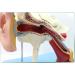 Human Medical Ear Anatomic Model of The Inner Ear of The Inner Ear of The Eardrum The Temporal Bone Ear Nose and Throat for Veterinary Anatomy Learning - Buy Online on SooperMarket.com