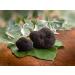 Black Summer Truffle Tuber aestivum Gourmet Sauce 170g - Ideal for Meat, Grilled Bread, Omelets, Pasta, Risotto, Sushi - Buy Online on SooperMarket.com