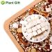 Buy 100% Natural Poria Cocos 200g - Premium Fu Ling Medicinal Herb from China - Dried Bulk for Health Benefits - Buy Online on SooperMarket.com