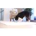 Chuckit! Indoor Super Slider Dog Fetch Toy with Squeaker for Interactive Play - Buy Online on SooperMarket.com