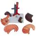 Model of The Human Liver Model of The Liver and The Duodenum and The Pancreas Model of The Liver in Life Simulation Model of The Hepatobile Digestor Organ - Buy Online on SooperMarket.com