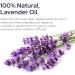 Plant of Life Essential Oil - 100% Pure and Natural - Therapeutic Grade Essential Oil with Dropper (Lavender 2 oz (60mL)) - Buy Online on SooperMarket.com