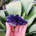 Home Decor Natural Dream Amethyst Quartz Crystal Cluster Specimen Gifts Natural Crystal Room Decoration FUZEGRDLI (Color : 90-100g Size : 1pc) 1pc 90-100g - Buy Online on SooperMarket.com