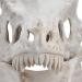 Scary Halloween Mask Latex Simulation Dinosaur Skull Mask Head Cover Halloween Skull Mask Scary Latex Full Head Realistic Masks for Halloween Costume Party Cosplay - Buy Online on SooperMarket.com