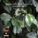 Nescaf Gold Blend Origins Alta Rica Instant Coffee 190g (Pack of 2) - Buy Online on SooperMarket.com