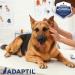 ADAPTIL Spray 20 mL Dog Calming Pheromone Spray by ADAPTIL for Dogs to Help Calm & Comfort During Travel or Stressful Events - The Original Dog Appeasing Pheromone Spray (ADAPTIL Spray C956 1-Pack) - Buy Online on SooperMarket.com