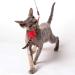 PurrSuit Feather Spinning Cat Toy LONG Safer Clip UK made 100cm Wand - Buy Online on SooperMarket.com