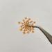 100pcs Ammi Majus Natural Pressed Dried Flowers for Resin, Soap & Candle Making (Orange) - Buy Online on SooperMarket.com