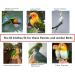 Kuso Reusable Washable Diapers for Parrots | Kimono Clothing for Budgies & Nymphensittiche - International Shipping - Buy Online on SooperMarket.com