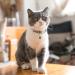 Tagme Cat Neck Band with Name & Address | Safe Closure Cat Necklace | 2 Pack Brown (18cm-30cm) | International Shipping - Buy Online on SooperMarket.com