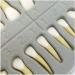 Dental Model - Teeth Model - 28 Pieces Two-Tone Permanent Teeth Study Analysis Demonstration Teeth - Buy Online on SooperMarket.com