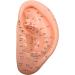 Model of Human-Anatomic Anatomical Tool Ear Acupuncture Showing Various Acupuncture Points and is Listed in The Red Dots Height 23 cm - Buy Online on SooperMarket.com