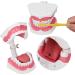 Teeth Model Toothbrushes - Dental Teaching Tool Kit | 120 Open & Clear View for Effective Learning - Buy Online on SooperMarket.com