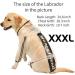 Olsa Dog Raincoat with Reflective Stripe | Waterproof Dog Hooded Slicker Poncho | 4 Legs Rain Jacket for Small, Medium, Large Dogs - Buy Online on SooperMarket.com