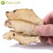 Buy Organic Angelica Root 70g - Dried Cut Root & Tea | Premium Archangelica Officinalis for Herbal Remedies - International Shipping - Buy Online on SooperMarket.com