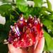 100g-200g Small Size Natural Red Aura Quartz Crystal Stone Geode Cluster 1pc Suitable for Home HOMEZHOU (Color : 1pc 145g-180g) - Buy Online on SooperMarket.com