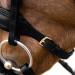 HORZE Lester Dressage Snaffle Bridle with Reins - Black Horse | Quality Equestrian Gear - Buy Online on SooperMarket.com