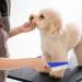 Premium 6-Part Pet Grooming Massage Comb Set for Cats & Dogs - Effective Flea Lice & Tick Removal Tools - Buy Online on SooperMarket.com