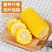 Delicious yellow glutinous corn stick sweet corn fresh corn vegetable snacks nutritious breakfast Coarse grains cereal Dim sum dessert sweets Chinese snack gift pack convenience food (8 bags) - Buy Online on SooperMarket.com