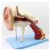 Human Ear Human Ear Body Model Medium Ear Ear External Ear Membrane Temporal Ear Ear Model Educational Model (Size: 16.1x17.3in)