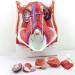 Human Male Female Urinary System Model Abdominal Cavity Human Bladder Posterior Wall Kidney Anatomical Model - Buy Online on SooperMarket.com