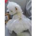 BT Bear Smally Dog & Cat Princess Tutu Dress - Lace Wedding Outfit for Small Pets - Size M Apricots - Buy Online on SooperMarket.com