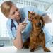 Pet Infrared Thermometer - Non-Beep Version for Cats and Dogs - Monitor Pet Fever Instantly - Buy Online on SooperMarket.com
