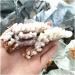 Rare Natural Raw Quartz Crystal Cluster Stones Crystal Point Specimen Home Decoration Raw Crystals Beautiful Gift (Size : 40-70g) - Buy Online on SooperMarket.com