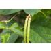 Organic Black-Eyed Peas 5 Pounds - Raw Dried Cow Peas Non-GMO Kosher Bulk Beans | Product of USA - 5lb Pack - Buy Online on SooperMarket.com