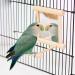 HANZE Bird Mirror and Swing Set for Parrots - Wooden Toy for Macaws, Lovebirds, Cockatiels - 2 Pack - Buy Online on SooperMarket.com