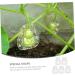 SUPVOX 5pcs Vegetable Fruits Adorable Growing Mini Growth Pear Statue Fruit Gardening Melon - Buy Online on SooperMarket.com