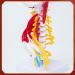 Human Cervical Spine Model Body Model Learning Props Cervical Spine Muscle and Nerve Anatomy Spine Bone Model - Buy Online on SooperMarket.com