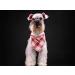 Lionet Paws Bandana for Dogs | Triangular Headscarf & Towel | Red Checked Design | Fits Small to Large Dogs - 1 Pack - Buy Online on SooperMarket.com