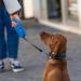 Ferplast Flippy One Dog Leash - 5m Roller Leash for Medium Dogs up to 25kg - Adjustable Locking Black - Buy Online on SooperMarket.com