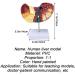Teaching Model Human Liver Educational Model with Base and Clear Texture and Pathological Features Liver Cirrhosis Model for Medical School Study and Research - Buy Online on SooperMarket.com