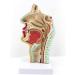 Model of The Nasal Cavity - 1: 1 Life Size Oral Neck Anatomical Model Nasopharyngeal cave - Training aid Medical Training Materials - Buy Online on SooperMarket.com