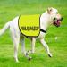 Reactive Dog Jacket Vest Dog Reactive Dog Training/Reactive Not Aggressive Service Dog Slogan Warning Vest (REACTIVE Training L EU) - Buy Online on SooperMarket.com