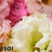 isoi Blemish Care Up Serum | Brightening Firming & Hydrating | 35ml (1.18 oz) - International Shipping Available - Buy Online on SooperMarket.com