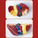Teaching Model Human Liver Educational Model with Base and Clear Texture and Pathological Features Liver Cirrhosis Model for Medical School Study and Research - Buy Online on SooperMarket.com