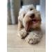 Bamboodles Peanut Butter T-Bone Dog Chew Toy - Medium | Durable & Natural Chew for Dogs - Buy Online on SooperMarket.com