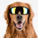 Dog Sunglasses Pet Fashion Goggles Wide View Dog Plastic Glasses for Wind Dust Snow Protection Adjustable Elastic Straps Pet Glassesfor Medium and Large Dogs(Black) - Buy Online on SooperMarket.com