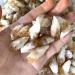 Raw Crystals Bulk Natural Stone Crystal Rough Citrine Crystal Point 20pc Full of Texture - Buy Online on SooperMarket.com