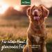 AniForte Fellharmonie Dog Shampoo Sensitive with Aloe Vera 200ml - Gentle Care for Sensitive Dogs Easy-Combing Fur Dye & Perfume-Free - Buy Online on SooperMarket.com