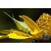 Raynox DCR-150 Snap-On Macro Lens - Enhance Your Photography with Precision - Buy Online on SooperMarket.com