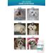 TEARPLEX Tear Stain Supplement for Dogs and Cats - 1 Rated Natural USA-Made Tear Stain Product, Veterinarian Trusted, Beef Flavored - Buy Online on SooperMarket.com