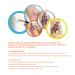 Professional Face Body Paint Kit - 12 Colors with Brushes | Safe Halloween Makeup Palette for Parties & Body Art - Buy Online on SooperMarket.com
