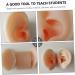 Silicone Ear Models for Practice - 1 Pair Ear Picking & Display Samples - Buy Online on SooperMarket.com