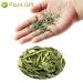 Organic Stevia Leaf Sweet Tea | Herbal Tea | 20g Plant Gift for Health - Buy Online on SooperMarket.com