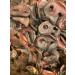PAWS PARADISE 1kg x QUALITY BRITISH GRADE A PIGS SNOUTS - Buy Online on SooperMarket.com